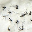 Brasil registra 44 mortes e mais de 20 mil casos de dengue em um dia (Agência Brasil/Divulgação - Arquivo)